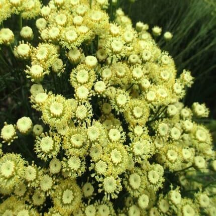Green Santolina etrusca Flower Seeds