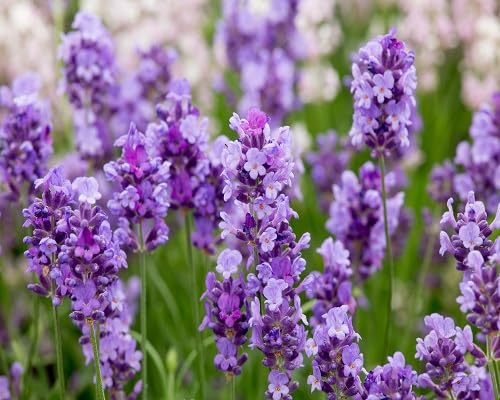 Purple Lavender Flower Seeds