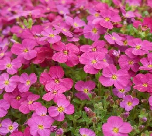 Pink Aubretia Flower Seeds