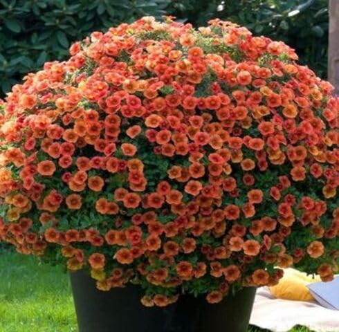 Red Orange Calibrachoa Flower Seeds