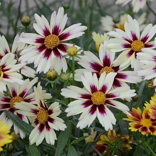 White Coreopsis Flower Seeds