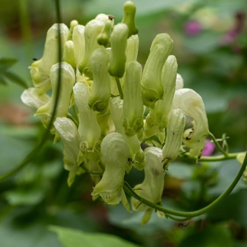 Wolfsbane Flower Seeds 