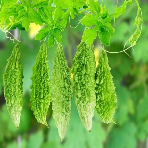 Bitter Gourd vegetable seeds for Home Gardening, Easy Grow Culinary Garden Selection for kitchen garden planting