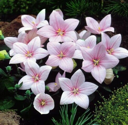 Pink Platycodon Flower Seeds
