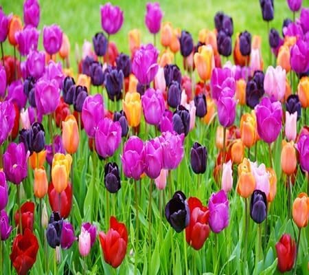 Tulip Flower Seeds
