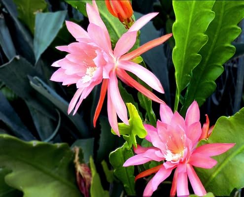 Pink Orchid Cactus Xmas Bells Flower Seeds