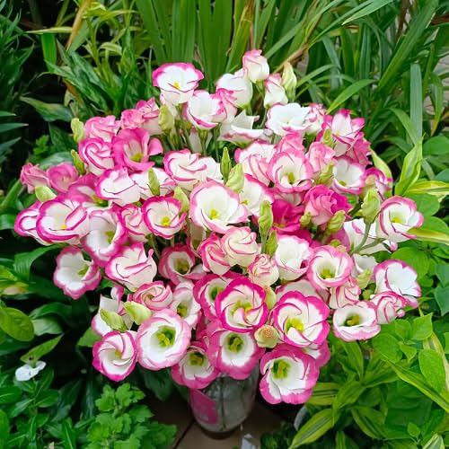 Pink White Eustoma Flower Seeds