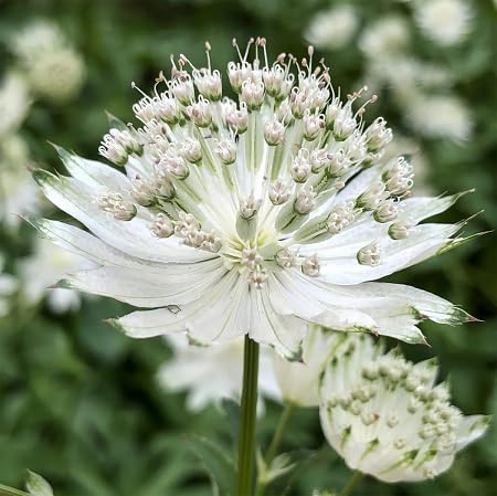 White Astrantia Flower Seeds