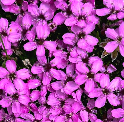 Pink acaulis Flower Seeds