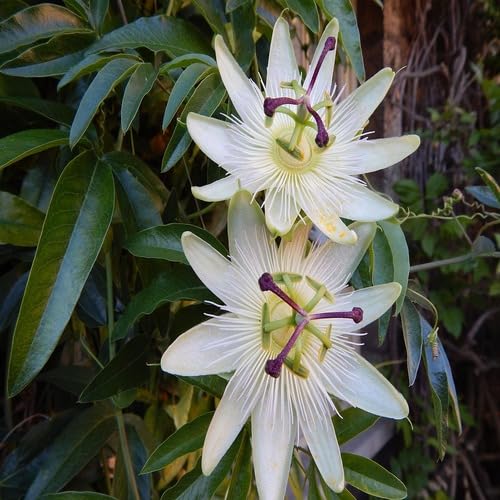 White Passiflora aurantia Flower Seeds