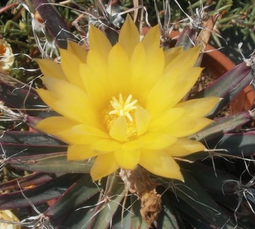 Yellow Leuchtenbergia Flower Seeds