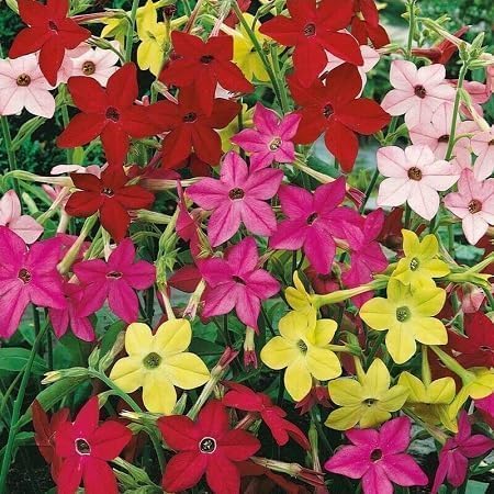 Nicotania Flower Seeds