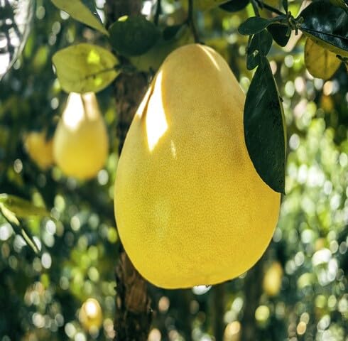 yellow pomelo fruit Fruit Seeds organic garden seeds