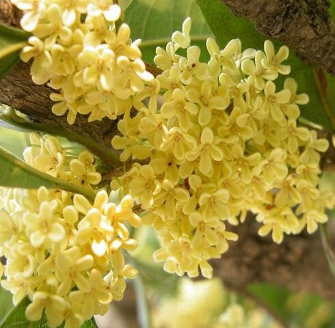 Yellow Osmanthus Flower Seeds
