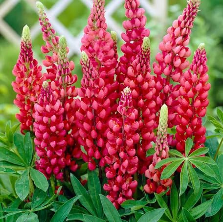 Red Lupine Flower Seeds