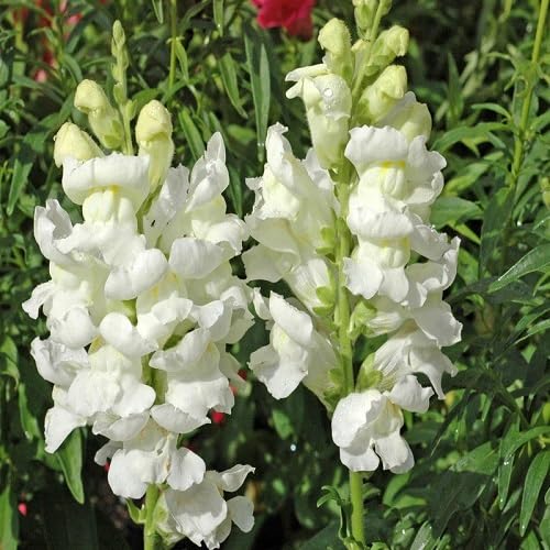 White Antirrhinum Majus Flower Seeds