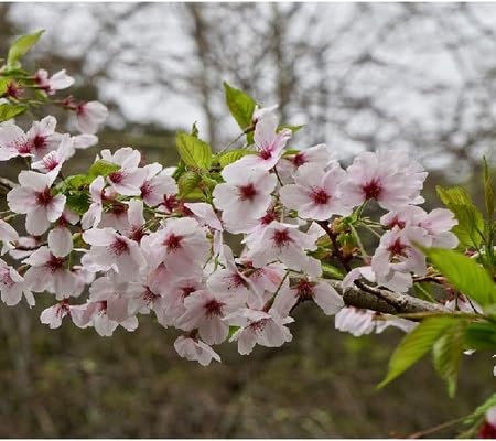 Yedoensis Flower Seeds