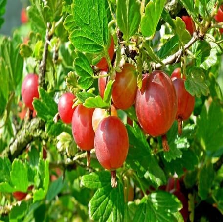 red gooseberry fruit Fruit Seeds organic garden seeds