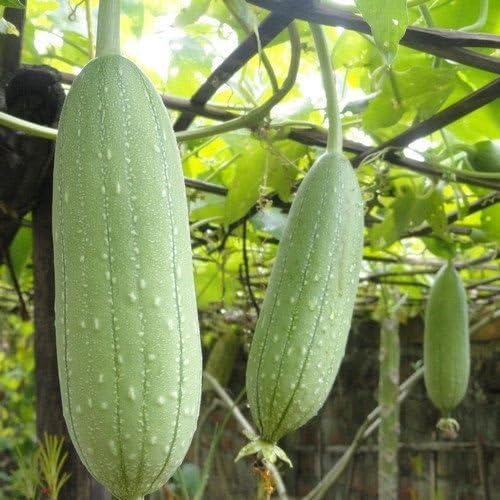 luffa cylindrica vegetable seeds for Home Gardening, Premium Kitchen Garden Planting for kitchen garden planting