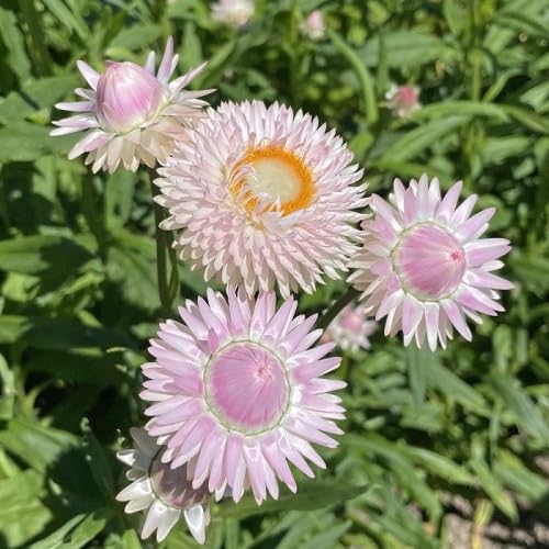Pink strawflower Seeds