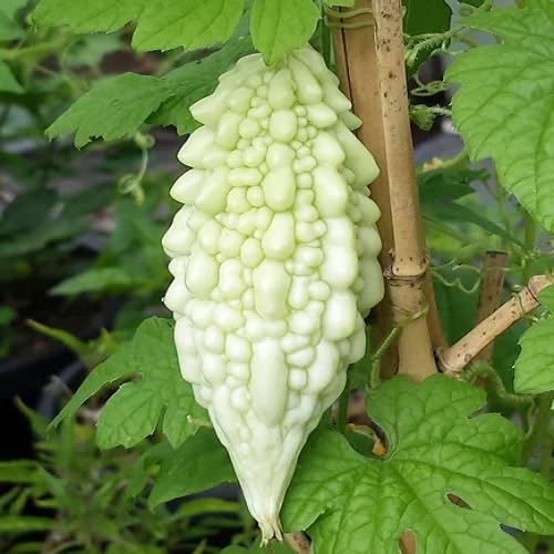 White Bitter Gourd vegetable seeds for Home Gardening, Natural Farm Fresh Gardening for kitchen garden planting