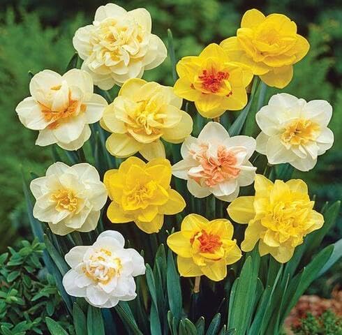 Mixed Daffodil Flower Seeds