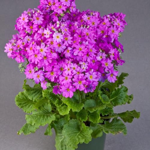 Pink Malacoides Flowers Seeds