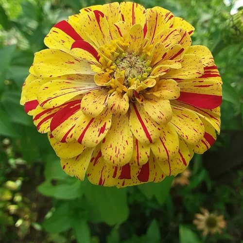 Yellow Zinnia Flower Seeds