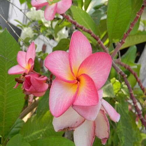 Red Plumeria Flower Seeds