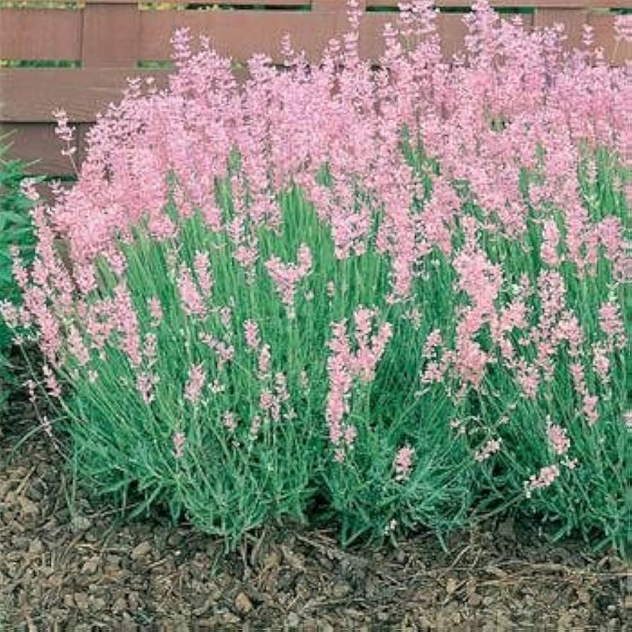 Pink Lavender Heirloom Non Gmo Rosea Fragrant And Colorful Garden Blooms Flower Seeds Home