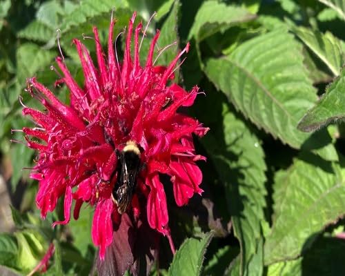 Red Monarda Flower Seeds