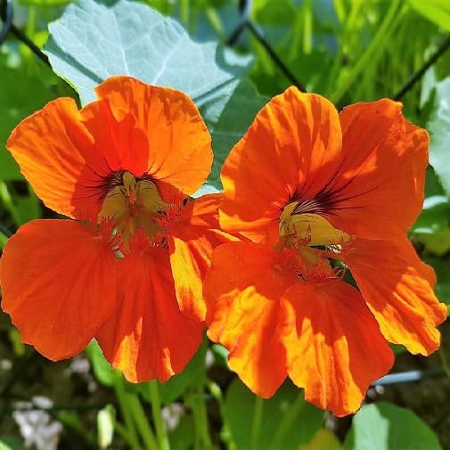 orange nasturtium flower seeds