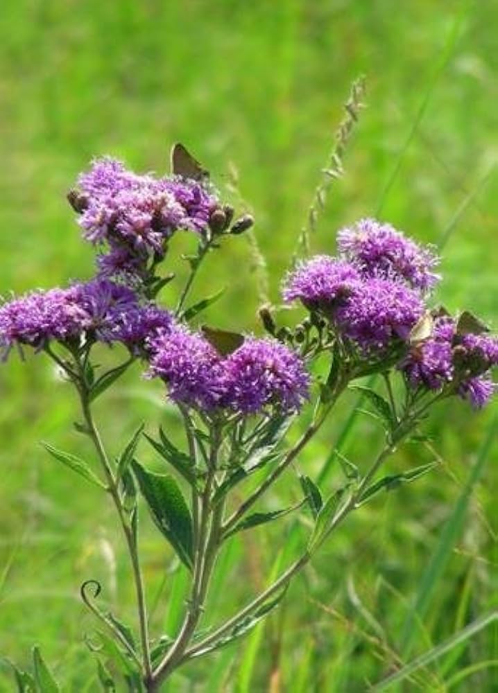 Common Ironweed Vernonia Noveboracensis