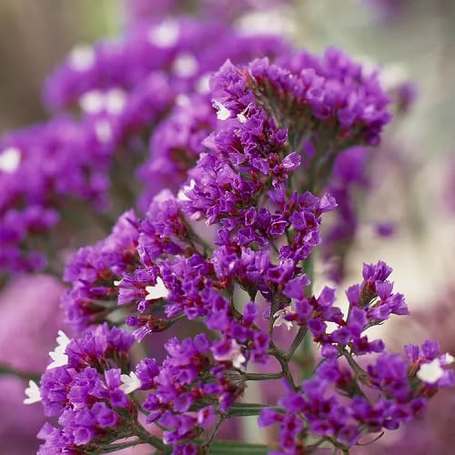 Purple Statice Flower Seeds