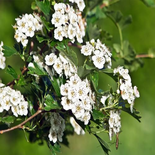 Hawthorn Flower Seeds