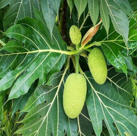 Green Breadfruit fruit seeds for organic garden planting