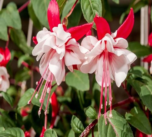 Red Fuchsia Flower Seeds