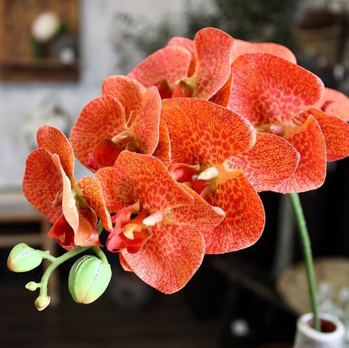 Orange Orchid Flowers Seed.