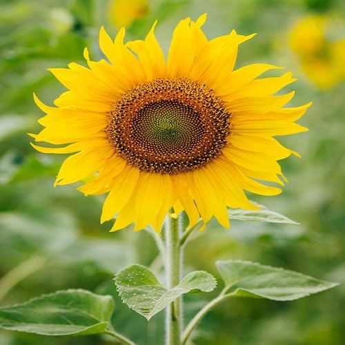 Yellow Sunflower Flower Seeds