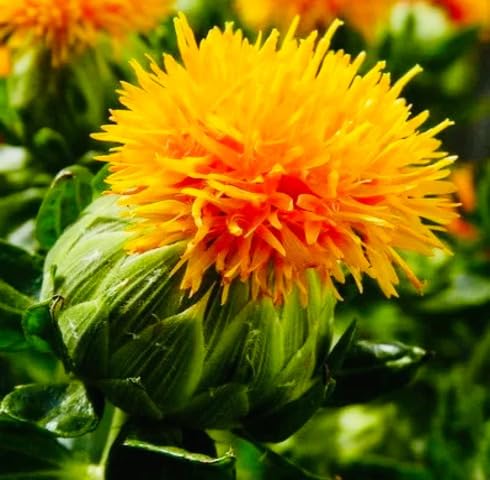 Yellow Safflower Seeds