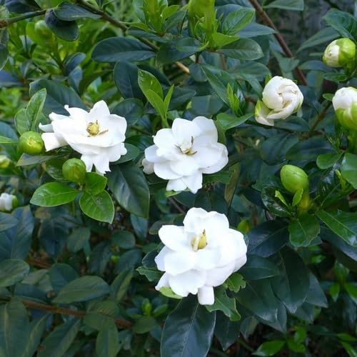 Gardenia Flower Seeds