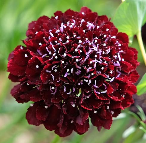 Maroon Sanguisorba Flower Seeds
