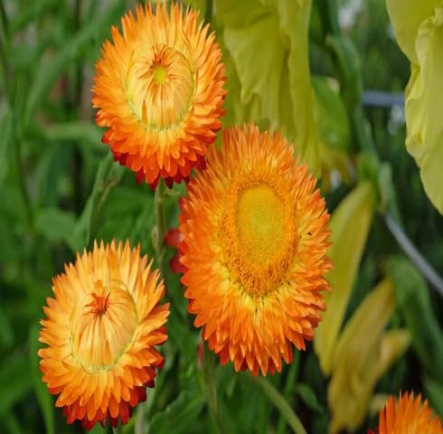 Orange starawflower Seeds