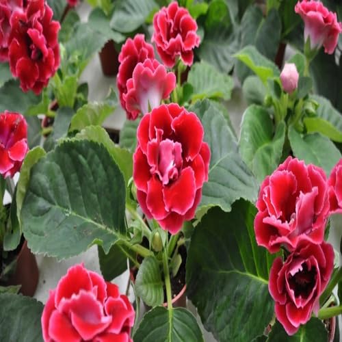Red Sinningia Gloxinia Flower Seeds