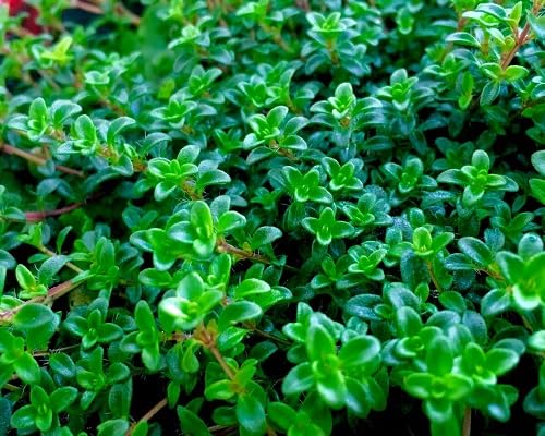 Creeping Thyme Plant Seeds,Green herb seeds - fresh harvest, sustainable gardening garden seeds