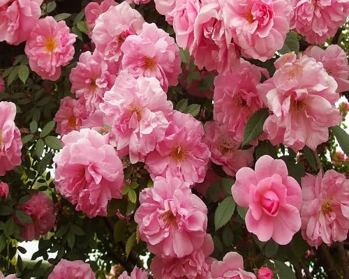 Zephirine Flower Seeds