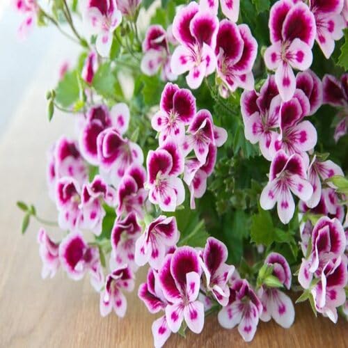 White Purple Geranium Pelargonium Flower Seeds