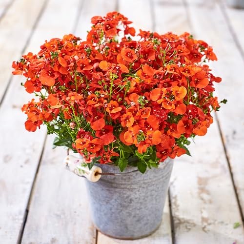 Orange Diascia Flowers Seed.