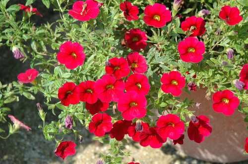 Double Petal Petunia Flower Seeds