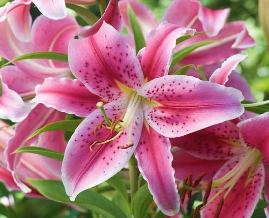 Pink Philadelphicum Flower Seeds